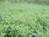 ПКФ «Фитофарм» к концу года удвоит объем растительного сырья собственного производства